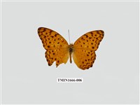 藏品(琺蛺蝶)的圖片